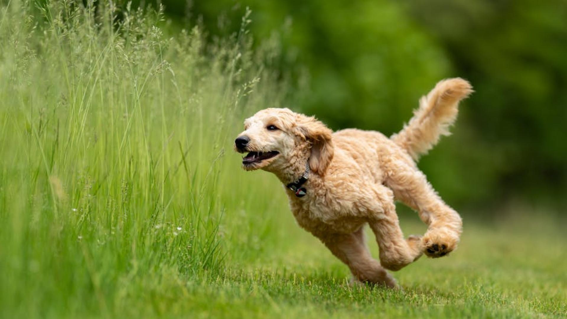 A smiling Golden Doodle dog running in a green field towards some tall green grass