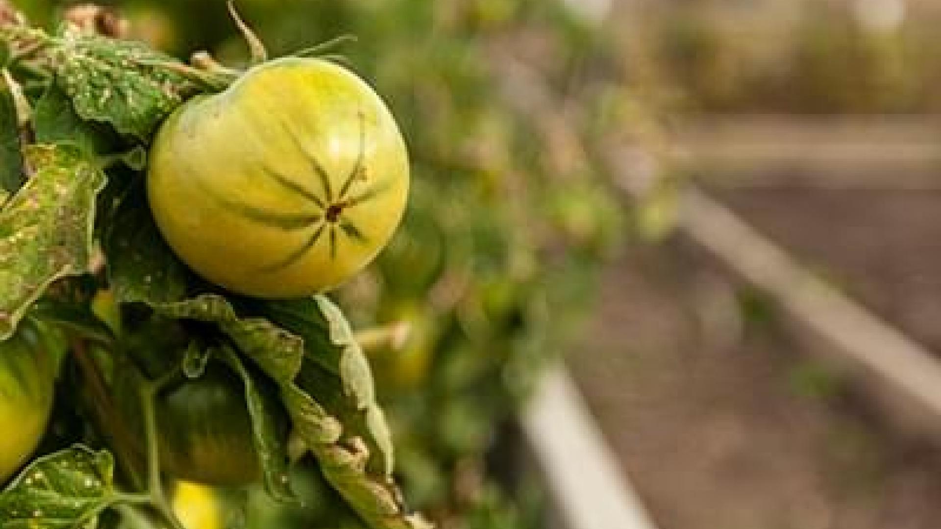 Green tomatoes growing on a vine in a garden setting.